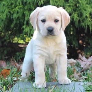 Meet your Posher, Kelley